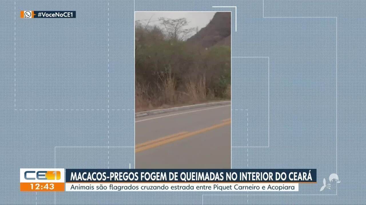 Macacos fogem de queimadas e atravessam estrada no interior do Ceará